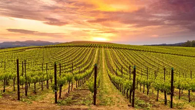 Napa Valley Marriott Hotel & Spa, Napa Valley, USA