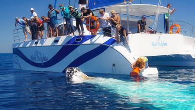 Eight-Hour Guided Whale Watching Experience with Buffet Lunch