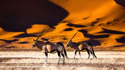 Deluxe 11-Day Namibia Highlights with Sossusvlei, Etosha National Park & Damaraland by 