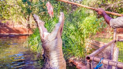 Broome: 2.5-Hour Guided Afternoon Tour with Crocodile Feeding Experience & Return Transfers