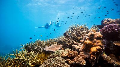 Cairns: Full-Day Great Barrier Reef Snorkelling & Barron River Rafting Adventure Combo Tour