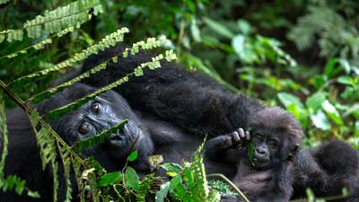 Uganda Safari with Gorilla & Chimpanzee Trekking Permits & Lake Victoria Cruise by Luxury Escapes Tours