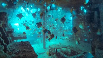 Half-Day Ex-HMAS Brisbane Double Scuba Dive