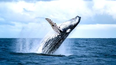 Experience a Magical Encounter on an Two-Hour Whale Watching Experience in Geographe Bay
