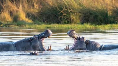 Limited Time Offer: Deluxe 21-Day Ultimate Southern Africa with Victoria Falls, Chobe & Moremi Game Viewing (No Solo Traveller Surcharge) by 