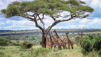African Safari Adventure by Trafalgar