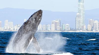 2.5-Hour Whale-Watching Cruise on a Superyacht