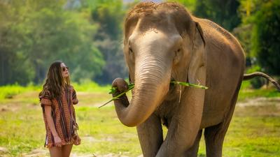 Half-Day Elephant Jungle Sanctuary Experience with Snacks & Transfers