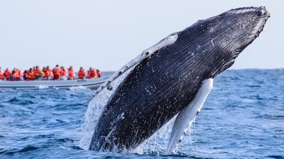 Los Cabos: Whale-Watching Photo Safari with Hydrophone Listening Experience & Roundtrip Transport from Cabo San Lucas