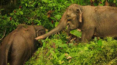 Phuket: Half-Day Ethical Elephant Encounter with Thai Buffet & Return Hotel Transfers