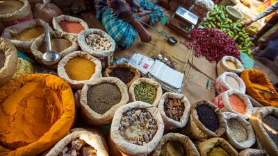 Northern India: Riverside Safaris, Ancient Fortresses & the Taj Mahal by 