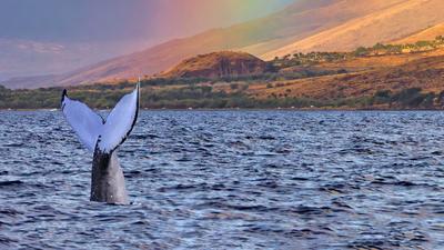 Two-Hour Intimate Small Group Maalaea Whale Watching Cruise