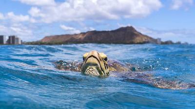 Waikiki: Turtle Sightseeing Snorkel Cruises with Roundtrip Hotel Transfers