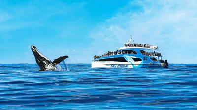 Gold Coast: Two-Hour Whale Watching Adventure with 100% Whale Sighting Guarantee