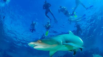 Full-Day Snorkelling with Sharks Experience with Lunch, Kuata Island Scenic Cruise & Roundtrip Transfers
