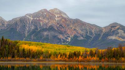 Jasper: Half-Day Winter Wildlife & Ecology of Fire Tour in Jasper National Park with Return Transfers