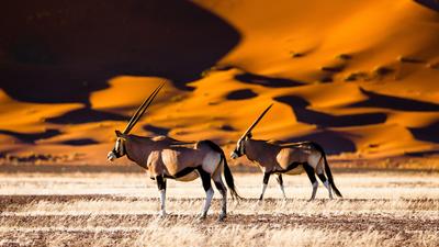 Namibia Small-Group Safari with Luxury Lodges, Etosha Heights Private Reserve, Wildlife Drives & Sossusvlei Dune Stay by Luxury Escapes Tours