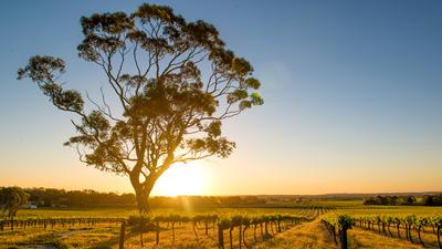 Barossa Valley: Interactive Mystery Picnic Experience for Two in Barossa Valley