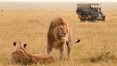 Kenya Small-Group 2024 Safari with Luxury Fairmont Stays, Big Five Game Drives, Maasai Mara & Internal Flights by Luxury Escapes Tours