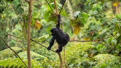 Uganda 2024 Small-Group Safari with Gorilla & Chimpanzee Trekking, Game Drives & Lake Victoria Cruise by Luxury Escapes Tours