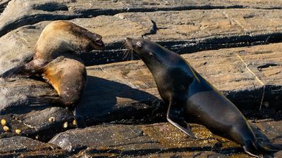 Adelaide: Two-Hour Kangaroo Island Observer Only Ocean Safari 