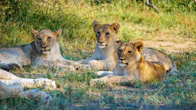 Limited Time Offer: 12-Day South Africa Iconic Blue Train Journey + 2-Night All-Inclusive Hwange Safari Stay by 