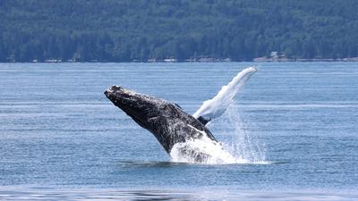 Victoria: Half-Day Whale Watching Cruise on the Salish Sea with Photo Package & Sighting Guarantee