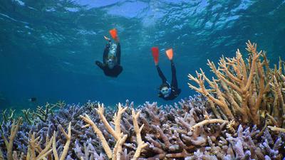 Port Douglas: Spectacular Outer Great Barrier Reef Snorkelling & Diving Experiences with Lunch & All Equipment