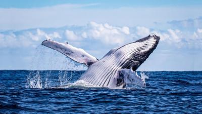 Honolulu: Two-Hour Whale Watching Cruise with Light Snacks