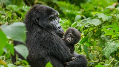 Ultra Lux 5-Day Uganda Private Fly-In Safari with Bwindi National Park & Gorilla Treks by Luxury Escapes Tours