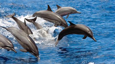 Two-Hour Wildlife Watching Cruise along the Waianae Coast with Drinks