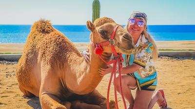 Los Cabos: Camel Ride Along the Beach with Snacks & Hotel Transfers