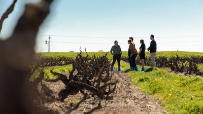 Barossa Valley: Yalumba Nursery & Grenache Vineyards Guided Tour with Lunch Platter & Glass of Wine