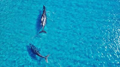 Two-Hour Small-Group Whale Watching Cruise