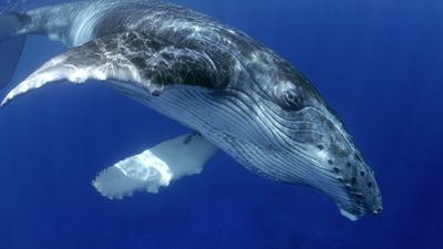 3.5-Hour Guided Intimate Swimming with the Whales Experience