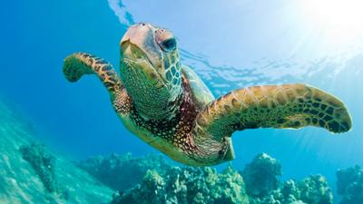 Snorkel with Green Sea Turtles on a 2.5-Hour Afternoon Tour with Snorkelling Gear, Snacks & Drinks