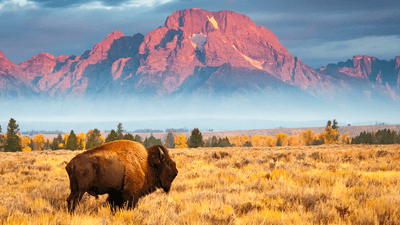 Yellowstone & Grand Tetons 2024 Hiking Adventure with Old Faithful, Grand Prismatic Spring & Wolf-Tracking Experience by Luxury Escapes Trusted Partner Tours
