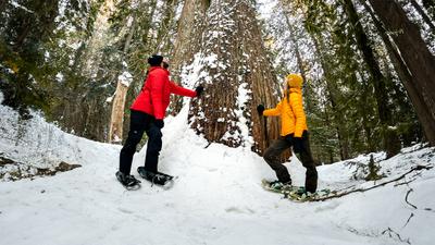 Whistler: Guided Walking Snowshoe Tour on Ancient Cedars Trail 