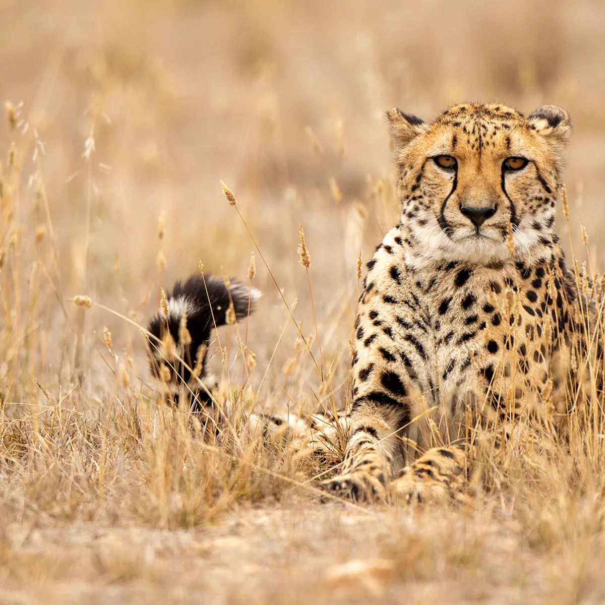 Monarto Safari Lodge, Monarto, South Australia 6