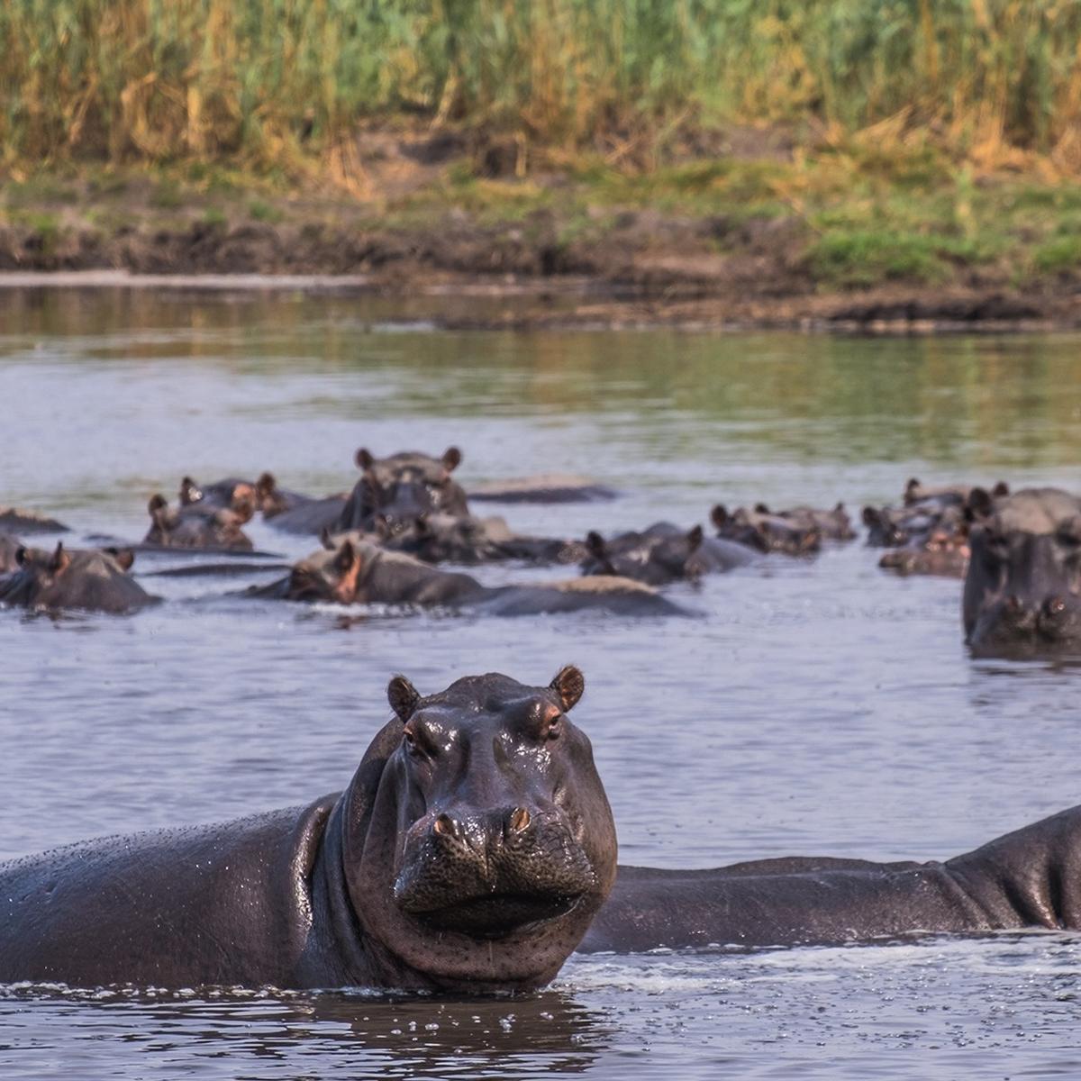 Offre à durée limitée : safari aérien de 10 jours au Botswana dans les camps African Bush Camps Ultra Lux, avec Linyanti, Khwai et le delta de l’Okavango par  3