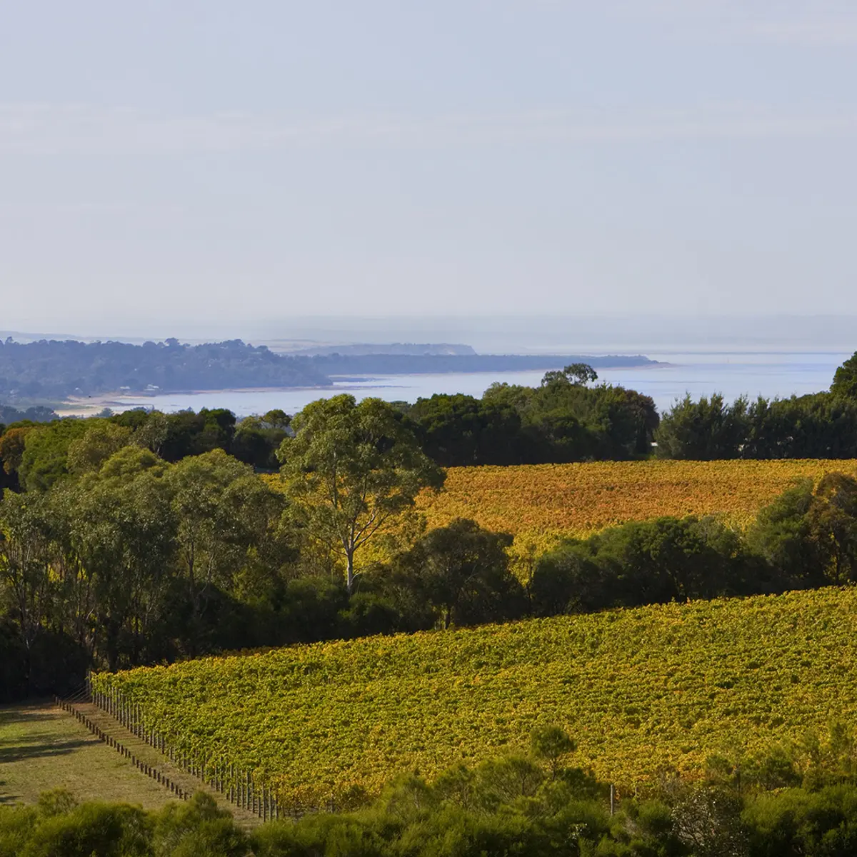 Lancemore Lindenderry Red Hill, Mornington Peninsula, Victoria 6