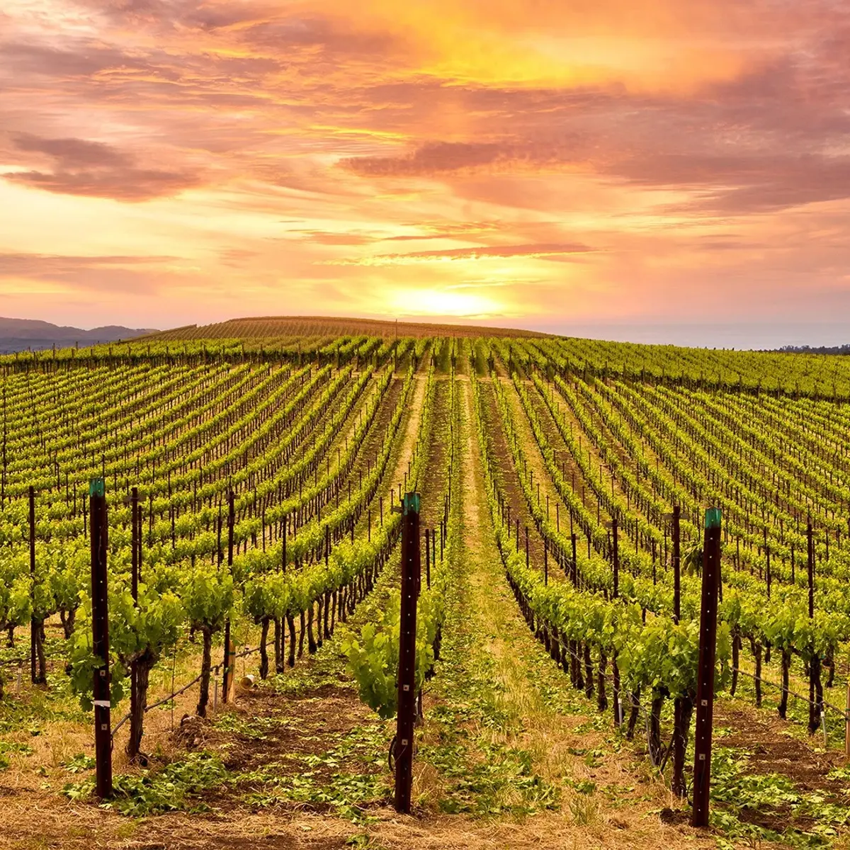Napa Valley Marriott Hotel & Spa, Napa Valley, United States 1