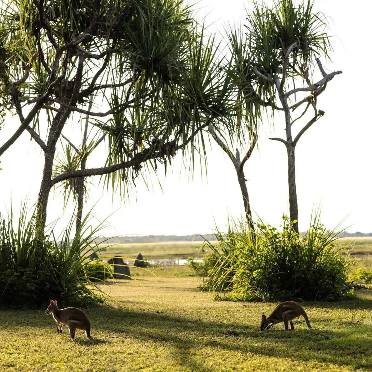 Bamurru Plains, Kakadu, Australia 4