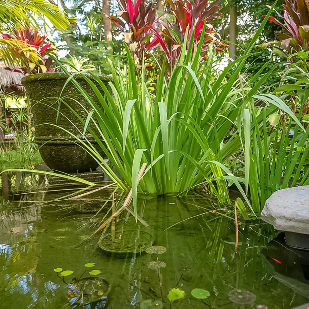 Sanctuary in The Pocket, The Pocket, Australia 3