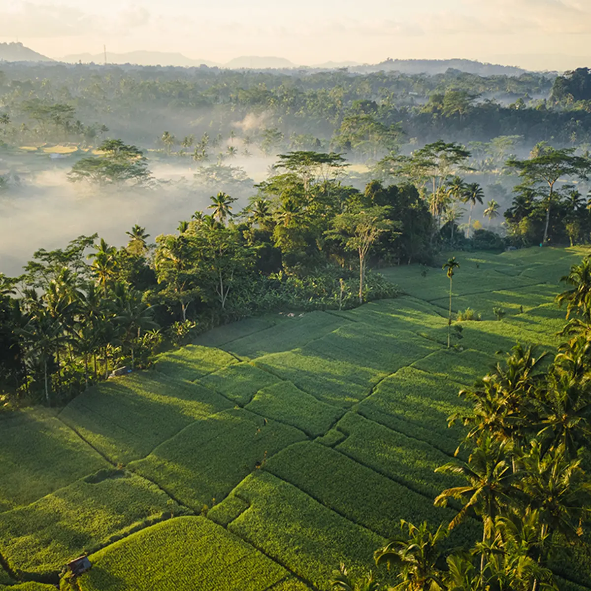 Ubud Mas Glamping, Ubud, Bali 2