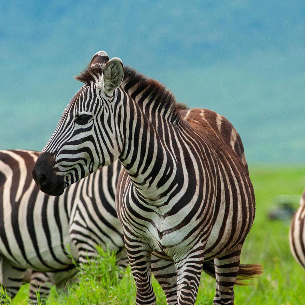 Premium 8-Day Tanzania Private Safari with All-Inclusive Wellworth Lodge Stays & Serengeti National Park by  6