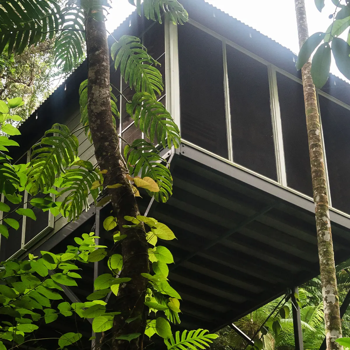 Daintree Ecolodge, Daintree-Regenwald, Queensland 8