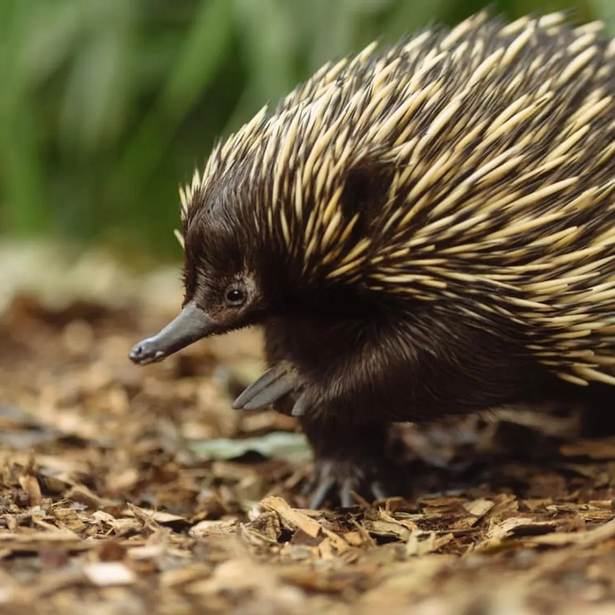 Wildlife Retreat at Taronga, Mosman, Australia 8