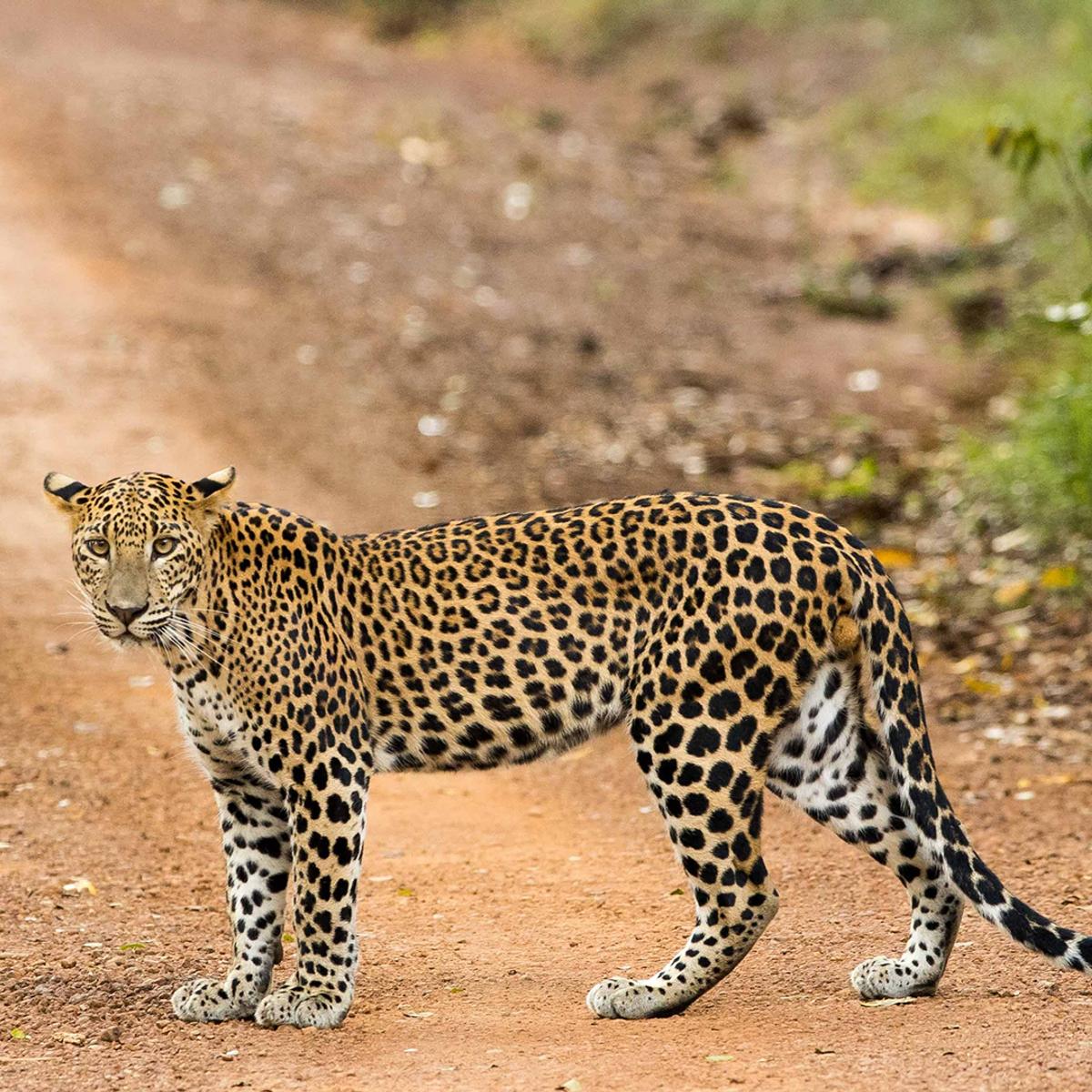 Deluxe 18-Day Ultimate Sri Lanka North to South Discovery with Udawalawe, Kandy & Five-Star Galle Stay by  4