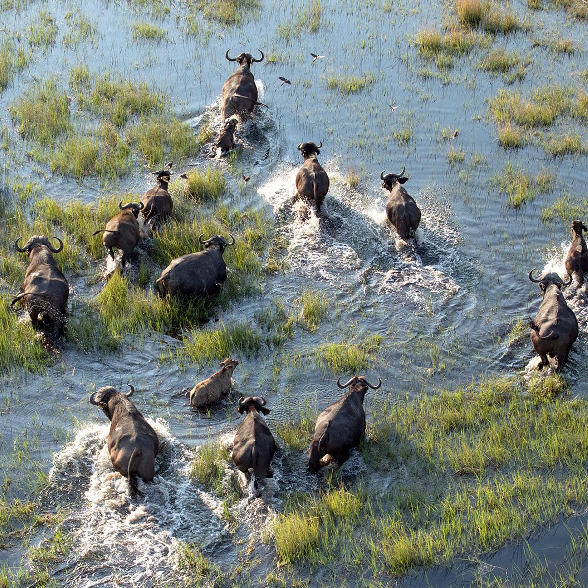 Deluxe 21-Day Ultimate Southern Africa 2027 with Cape Town, Greater Kruger, Victoria Falls & Namib Desert by  4